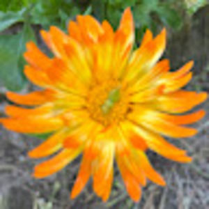 Meet your Posher, Teo